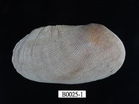 藏品(扭魁蛤)的圖片